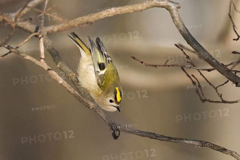 A goldcrest (Regulus regulus) shows acrobatic skills on a branch in a wintry environment, Hesse, Germany