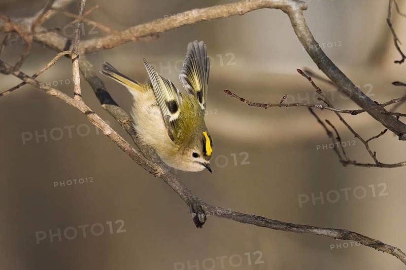 A goldcrest (Regulus regulus) jumping from a branch in a wintry landscape, Hesse, Germany