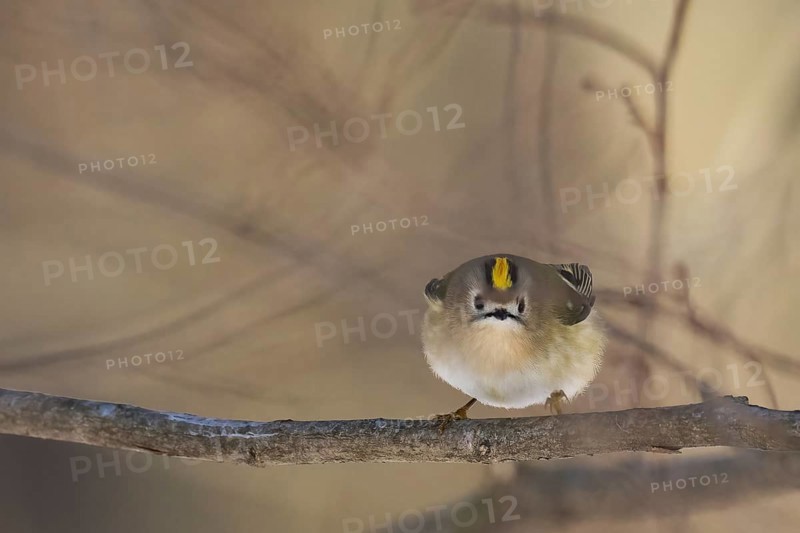 A goldcrest (Regulus regulus) on a branch looks attentively into the camera in a quiet forest environment, Hesse, Germany
