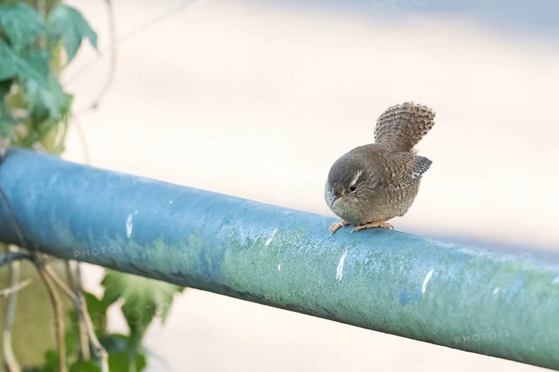 A wren (Troglodytes troglodytes) sitting on a railing, Hesse, Germany