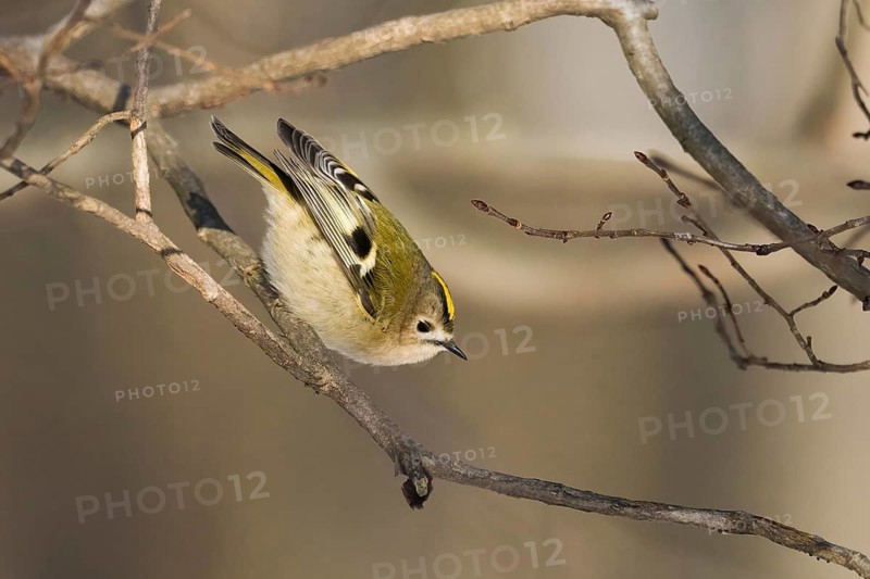 A goldcrest (Regulus regulus) balancing on a branch in a winter woodland, Hesse, Germany