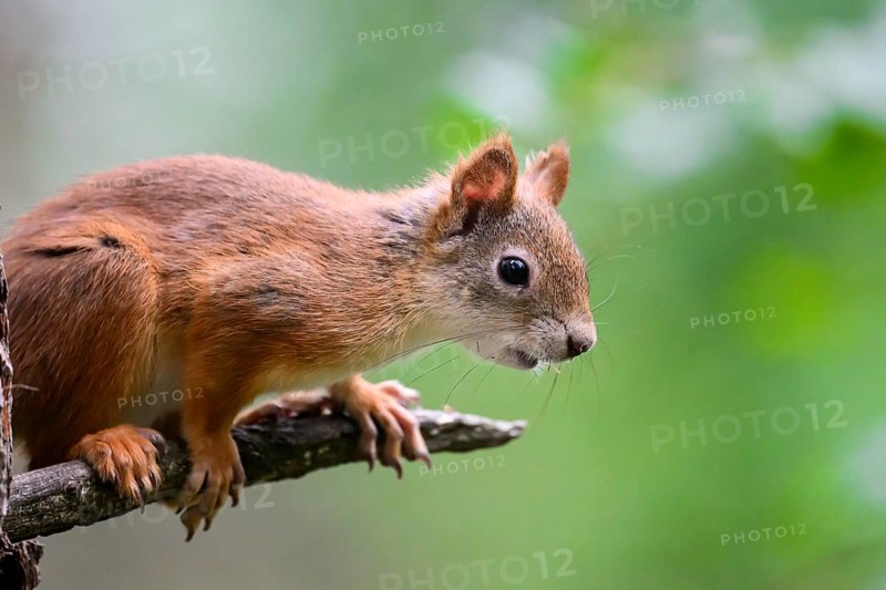Eurasian squirrel (Sciurus vulgaris), Focussed squirrel sitting on a branch with green background, Kaamanen, Lapland, Finland
