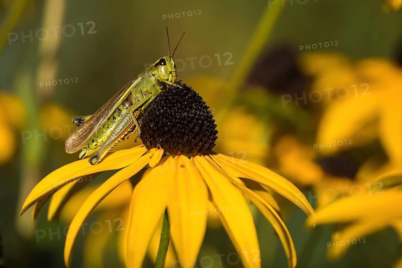Marsh grasshopper (Stethophyma grossum) on a yellow flower, yellow coneflower (Echinacea paradoxam), in a natural environment with warm colours, Hesse, Germany