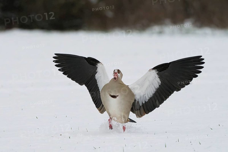 Egyptian goose (Alopochen aegyptiacus) running with outstretched wings over snow-covered ground, Hesse, Germany