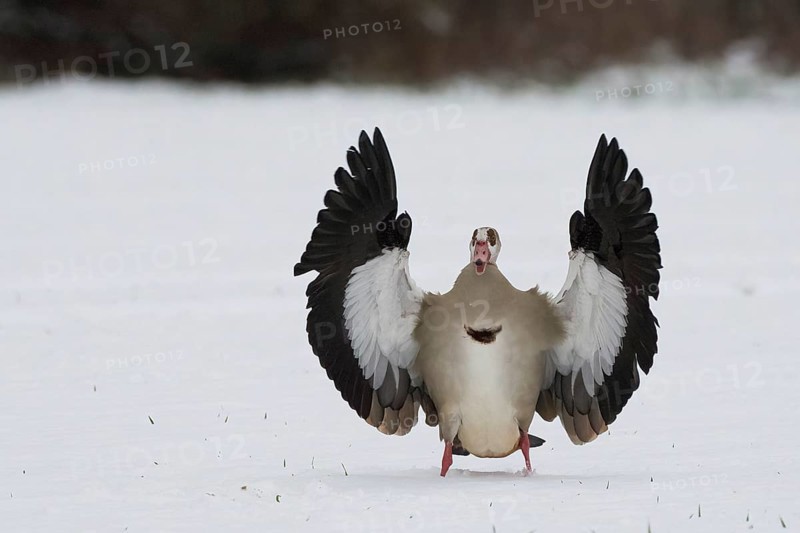 Egyptian goose (Alopochen aegyptiacus) with spread wings on snow-covered ground, Hesse, Germany