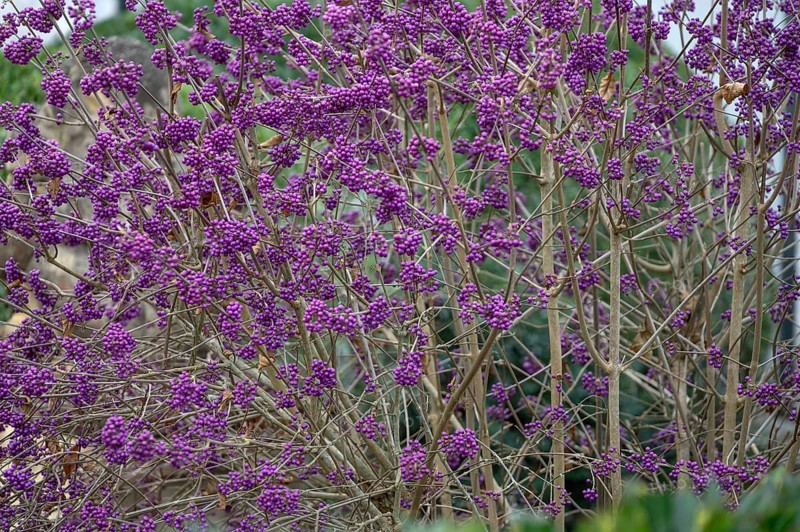 Beauty fruit, love pearl bush (Callicarpa bodinieri, Franconia, Bavaria, Germany