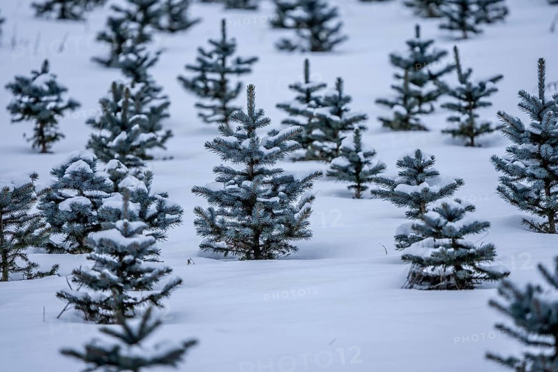 Nursery, Christmas trees, blue firs, still young plants, in a row, in winter, near Oberelfringhausen in Elfringhauser Switzerland, near Hattingen, North Rhine-Westphalia, Germany