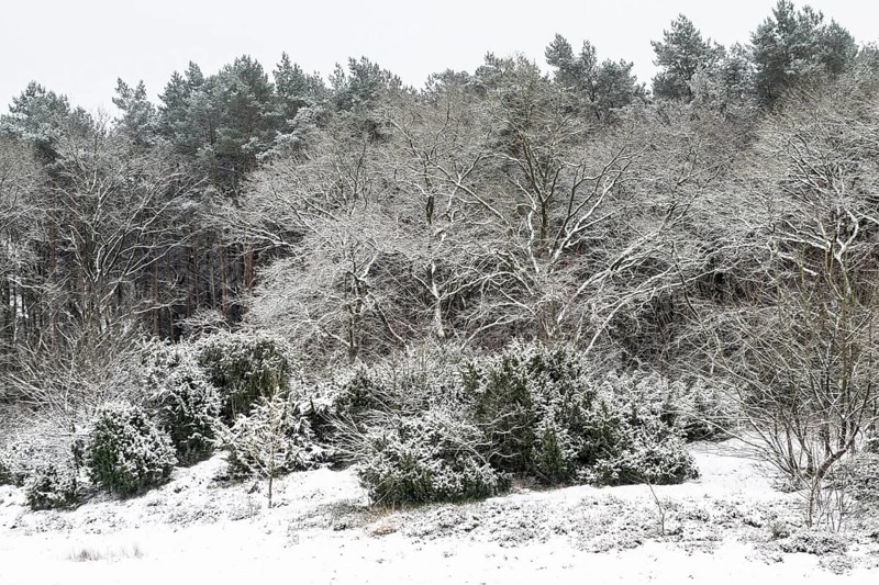Forest edge with English oaks (Quercus robur) and pines (Pinus sylvestris) in the snow, Emsland, Lower Saxony, Germany