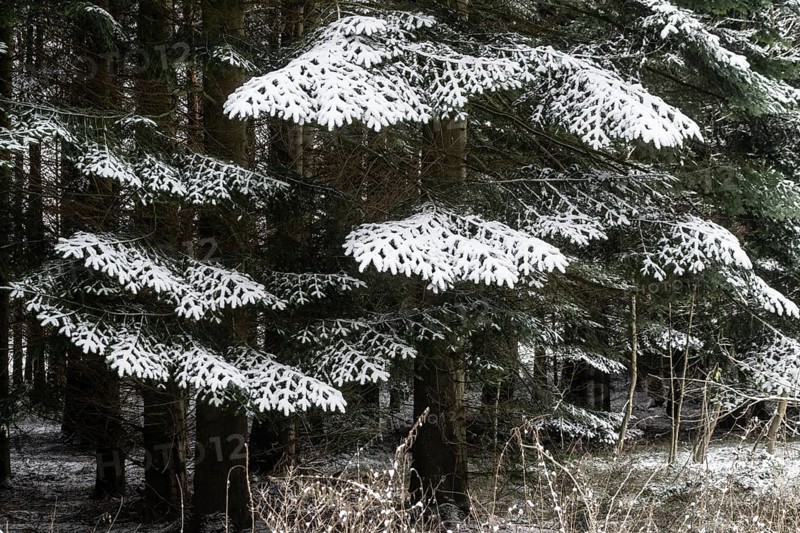 Snow-covered spruce (Picea abies), Emsland, Lower Saxony, German