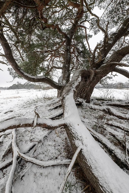Old Scots pine (Pinus sylvestris), Emsland, Lower Saxony, Germany