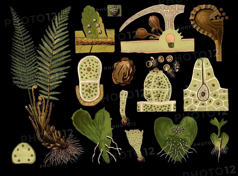 Scientific illustration with details, worm fern, Polystichum filix mas, school picture, authentic reproduction of a school mural, around 1909, based on an original by Gottlieb von Koch, exact date unknown, historical