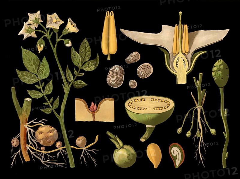 Scientific illustration with details, potato, Solanum tuberosum, school picture, authentic reproduction of a school mural, around 1909, based on an original by Gottlieb von Koch, exact date unknown, historical