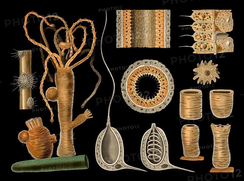 Scientific illustration with details, type of freshwater polyps, hydra vulgaris, school picture, authentic reproduction of a school mural, around 1909, based on an original by Gottlieb von Koch, exact date unknown, historical