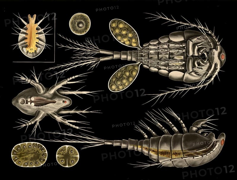 Scientific illustration with details, hopping crab, cyclops and carp louse, argulus, school picture, authentic reproduction of a school mural, around 1909, based on an original by Gottlieb von Koch, exact date unknown, historical