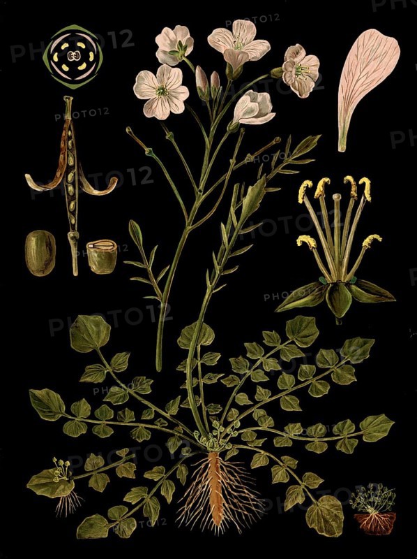 Scientific illustration with details, meadow foam herb, cardamine pratensis, school picture, authentic reproduction of a school mural, around 1909, based on an original by Gottlieb von Koch, exact date unknown, historical