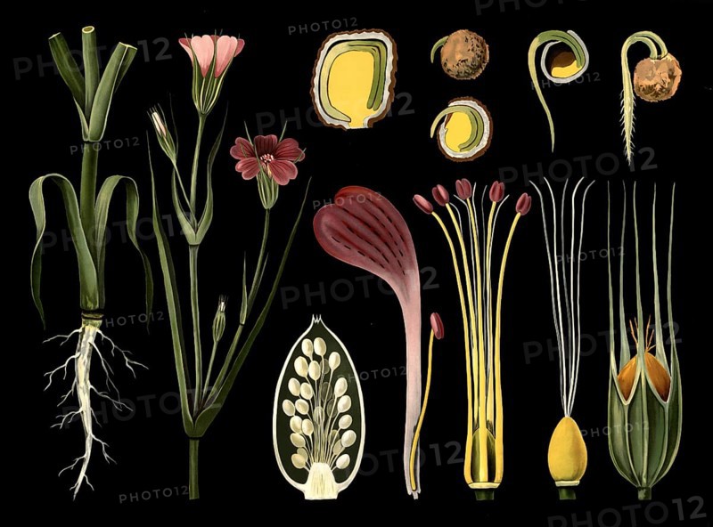 Scientific illustration with details, Kornrade, Agrostemma Githago, school painting, authentic reproduction of a school mural, around 1909, based on an original by Gottlieb von Koch, exact date unknown, historical