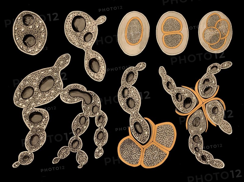 Scientific illustration with details, baker's yeast, also beer yeast, Saccharomyces cerevisiae, school picture, authentic reproduction of a school mural, around 1909, based on an original by Gottlieb von Koch, exact date unknown, historical
