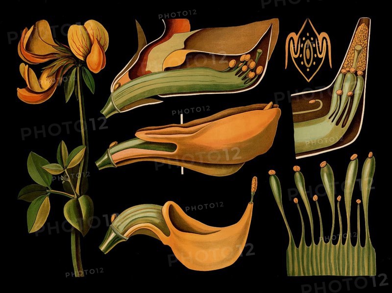 Scientific illustration with details, common horn clover, lotus corniculatus, school picture, authentic reproduction of a school mural, around 1909, based on an original by Gottlieb von Koch, exact date unknown, historical