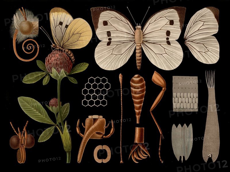 Scientific illustration with details, Großer Kohlweissling, Pieris brassicae, butterfly, school picture, authentic reproduction of a school mural, around 1909, based on an original by Gottlieb von Koch, exact date unknown, historical