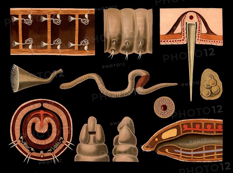 Scientific illustration with details, earthworm, Lumbricus terrestris, school picture, authentic reproduction of a school mural, around 1909, based on an original by Gottlieb von Koch, exact date unknown, historical