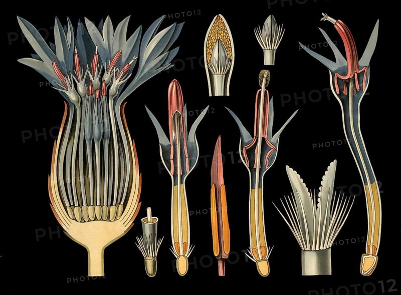 Scientific illustration with details, cornflower, Centaurea cyanus, school picture, authentic reproduction of a school mural, around 1909, based on an original by Gottlieb von Koch, exact date unknown, historical
