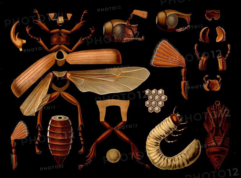 Scientific illustration with details, May beetle, Melolontha melolontha, school picture, authentic reproduction of a school mural, around 1909, based on an original by Gottlieb von Koch, exact date unknown, historical