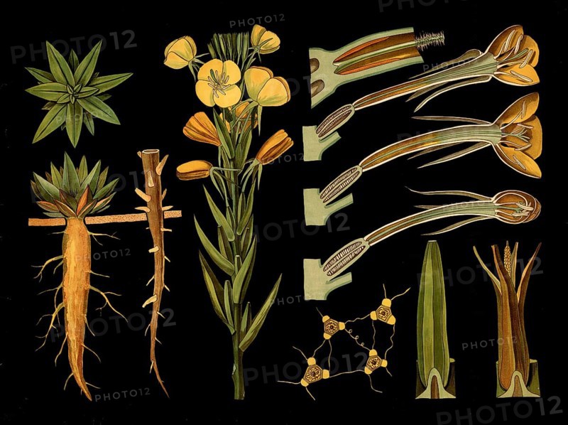 Scientific illustration with details, evening primrose, Oenothera biennis, school picture, authentic reproduction of a school mural, around 1909, based on an original by Gottlieb von Koch, exact date unknown, historical