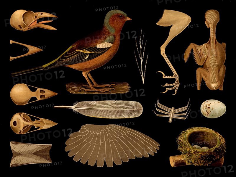 Scientific illustration with details, chaffinch, Fringilla coelebs, school picture, authentic reproduction of a school mural, around 1909, based on an original by Gottlieb von Koch, exact date unknown, historical