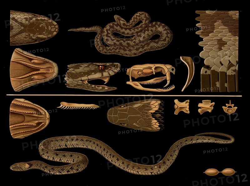Scientific illustration with details, vipera berus and grass snake, Natrix natrix, school picture, authentic reproduction of a school mural, around 1909, based on an original by Gottlieb von Koch, exact date unknown, historical