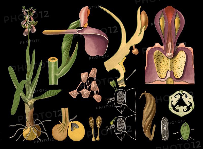 Scientific illustration with details, orchid orchid, Orchis morio, school picture, authentic reproduction of a school mural, around 1909, based on an original by Gottlieb von Koch, exact date unknown, historical