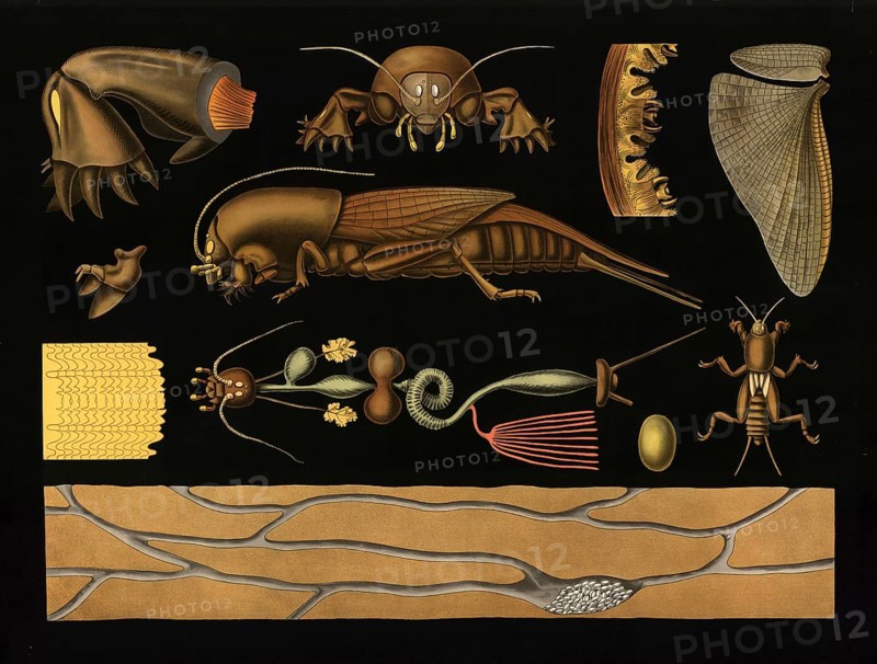 Scientific illustration with details, mole cricket, Gryllotalpa vulgaris, school picture, authentic reproduction of a school mural, around 1909, based on an original by Gottlieb von Koch, exact date unknown, historical