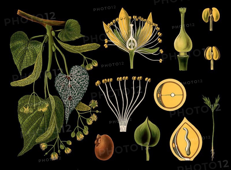 Scientific illustration with details, winter linden tree, Tilia parvifolia, school picture, authentic reproduction of a school mural, around 1909, based on an original by Gottlieb von Koch, exact date unknown, historical