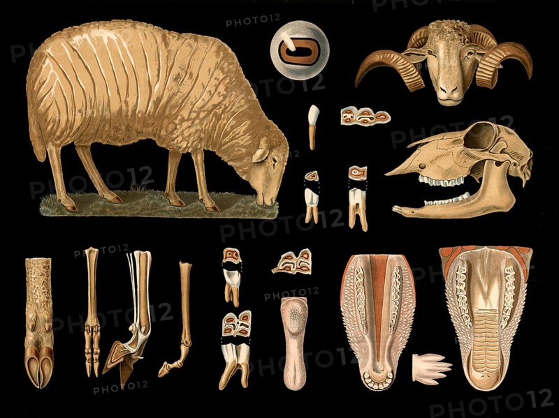 Scientific illustration with details, sheep, Ovis aries, school picture, authentic reproduction of a school mural, around 1909, based on an original by Gottlieb von Koch, exact date unknown, historical