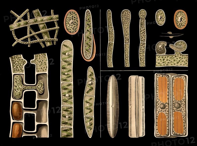 Scientific illustration with details, freshwater algae, screw algae, spirogyra and diatom, pinnularia and yellow-green algae, Vaucheria, school picture, authentic reproduction of a school mural, around 1909, based on an original by Gottlieb von Koch, exact date unknown, historical