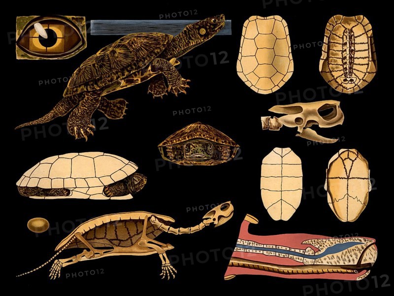 Scientific illustration with details, European swamp turtle, Emys europaea, school picture, authentic reproduction of a school mural, around 1909, based on an original by Gottlieb von Koch, exact date unknown, historical