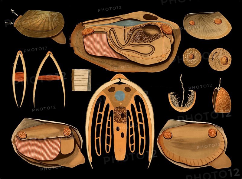 Scientific illustration with details, common pond mussel, Anodonta anatina, school picture, authentic reproduction of a school mural, around 1909, based on an original by Gottlieb von Koch, exact date unknown, historical