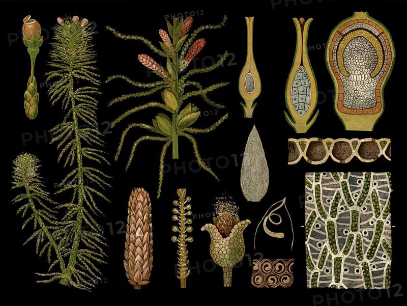 Scientific illustration with details, peat moss, Sphagnum acutifolium, school picture, authentic reproduction of a school mural, around 1909, based on an original by Gottlieb von Koch, exact date unknown, historical