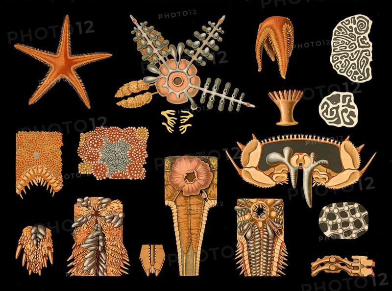 Scientific illustration with details, starfish, Asteropecten aurantiacus, school picture, authentic reproduction of a school mural, around 1909, based on an original by Gottlieb von Koch, exact date unknown, historical