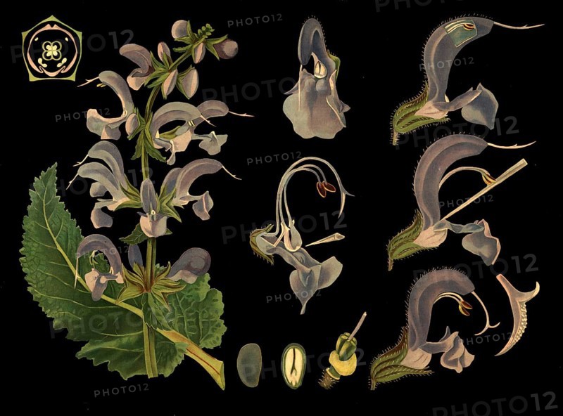 Scientific illustration with details, meadow sage, salvia pratensis, school picture, authentic reproduction of a school mural, around 1909, based on an original by Gottlieb von Koch, exact date unknown, historical