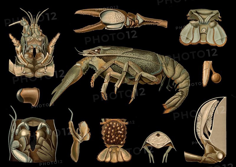 Scientific illustration with details, crayfish, Astacus fluviatilis, school picture, authentic reproduction of a school mural, around 1909, based on an original by Gottlieb von Koch, exact date unknown, historical