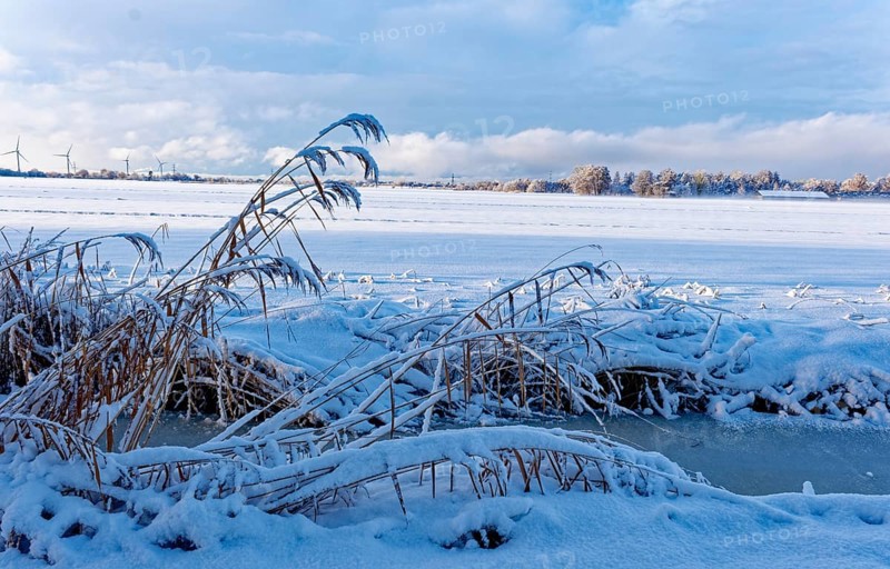 Reed grass on a frozen moat after the onset of winter with snow in Hamburg's Vier- und Marschlanden. Kirchwerder, Hamburg, Germany