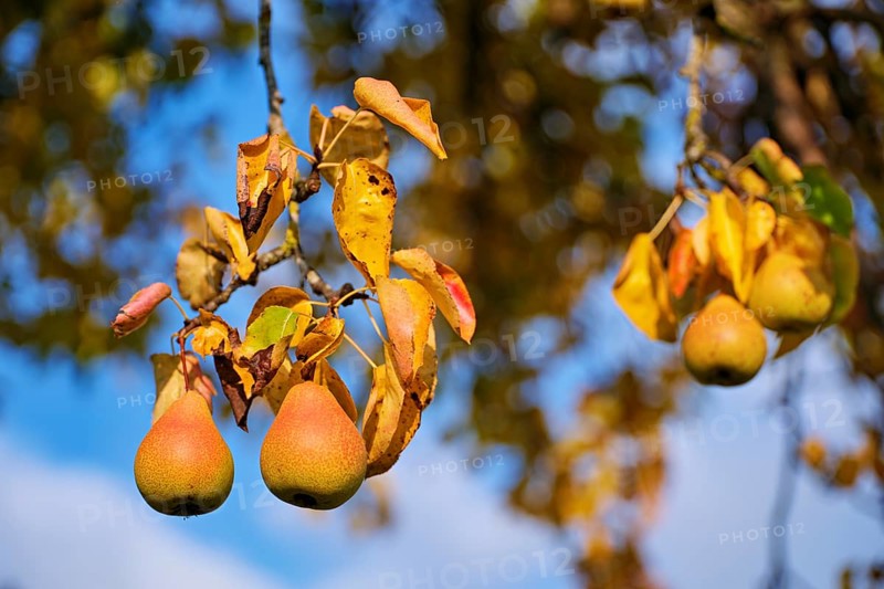 Ripe fruit Pear from pear tree (Pyrus), Beinwil, Freiamt, Canton Aargau, Switzerland