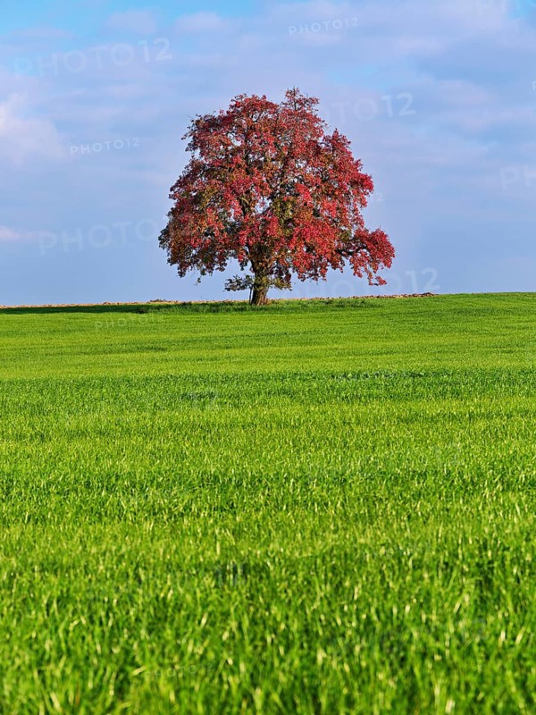 Red discoloured pear tree (Pyrus), standing in a meadow, Beinwil, Freiamt, Canton Aargau, Switzerland