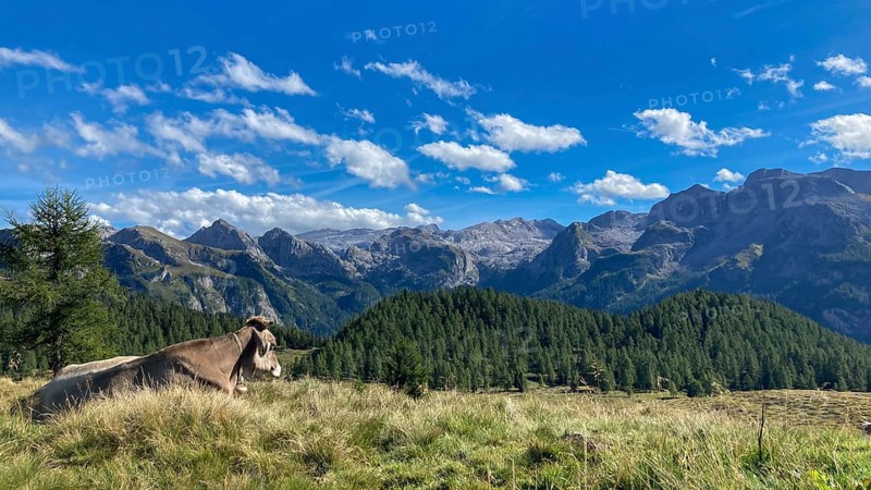 Relaxing brown cow on the Gotzenalm pasture with the peaks of Teufelshörner, Hochkönig and Funtenseetauern in the Berchtesgaden National Park, Bavaria, Germany