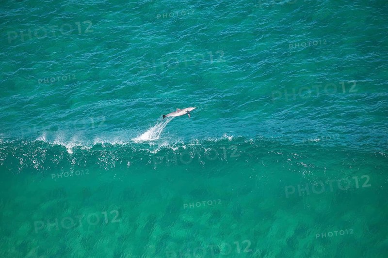 Day time view of dolphin jumping with waves near Byron Bay light house, New South Wales, Australia