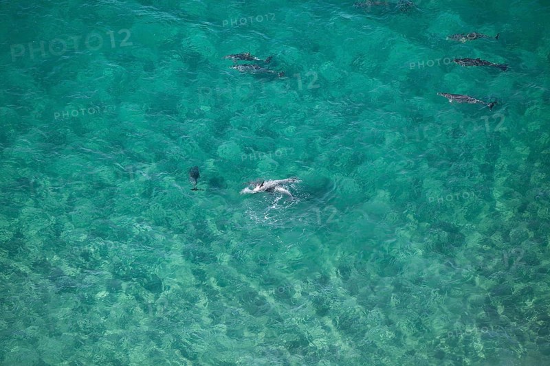 Day time view of dolphin group playing together near Byron Bay light house in turquoise water, New South Wales, Australia