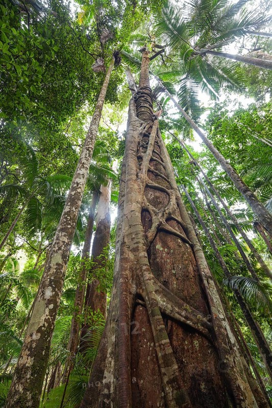 Ancient subtropical Gondwana rainforest with strangler fig at Repentance Creek, Minyon Falls track, New South Wales, Australia