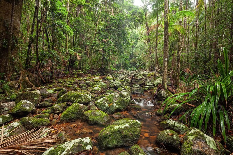 Creek flows through ancient subtropical Gondwana forest at Repentance Creek on Minyon Falls track, New South Wales, Australia