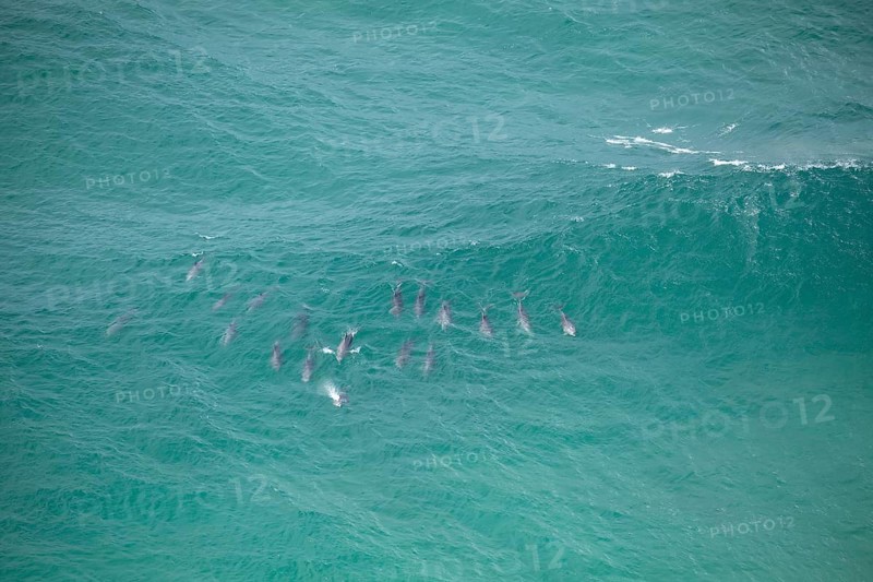 Daytime view of dolphin group swimming past Byron Bay lighthouse in turquoise water, New South Wales, Australia