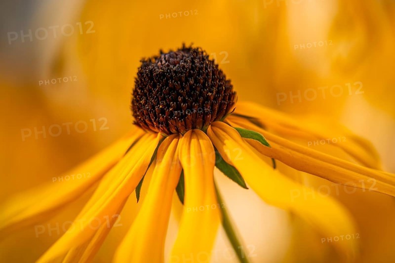 Yellow-flowering coneflower (Rudbeckia) in the garden, single flower